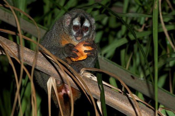 Вилла Monkey Tiny House - Private Swimming Pool Big Bight Экстерьер фото